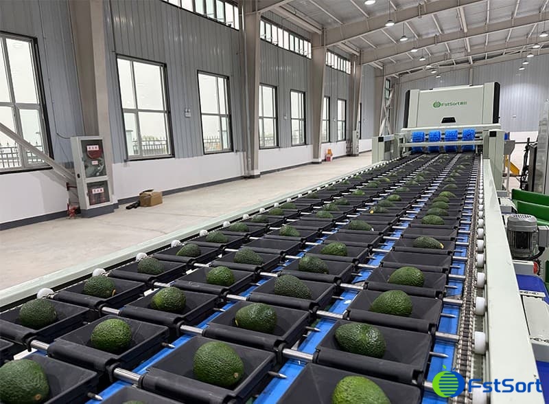 avocado sorting machine.jpg avocado sorting machine.jpg